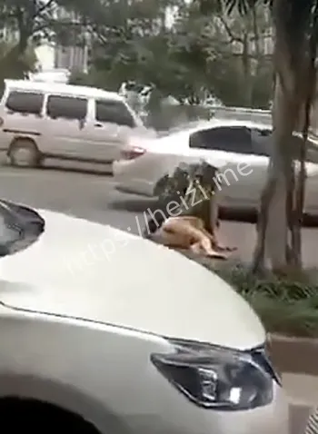 神秘组织