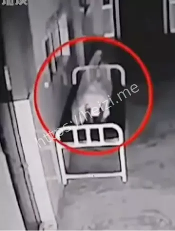 尸体起身