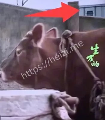 影视剧翻车