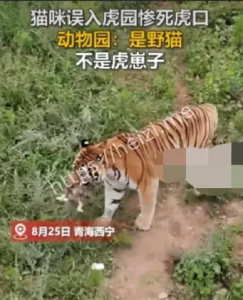 小猫误入虎园