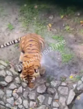 小猫误入虎园