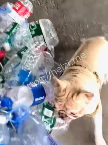狗粮不白吃
