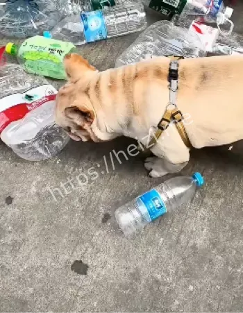 法斗存款奇迹