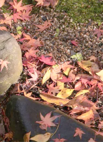 闰月双春年