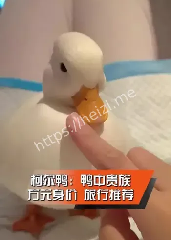 柯尔鸭价格暴跌与供需