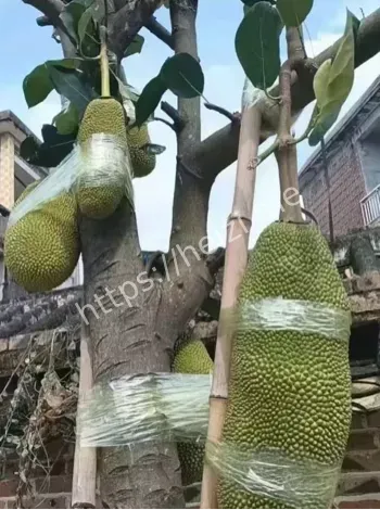 超强台风