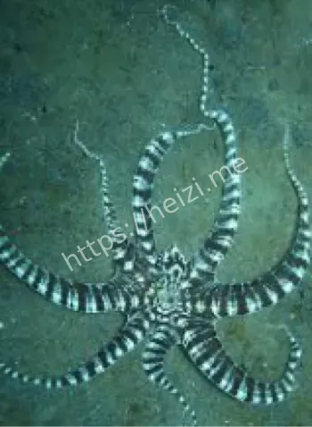 一秒切换多重模板技巧