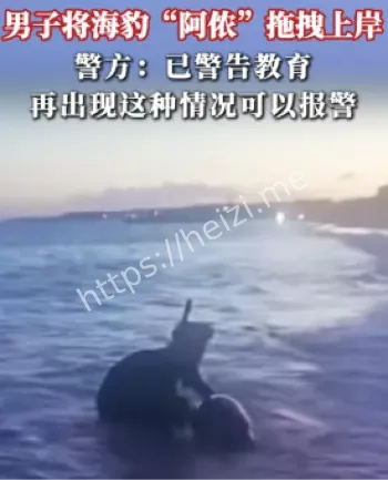 网红海豹阿侬