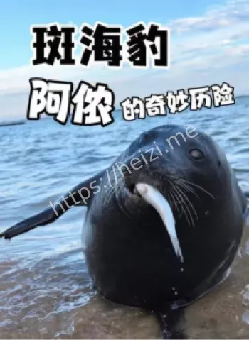 网红海豹阿侬