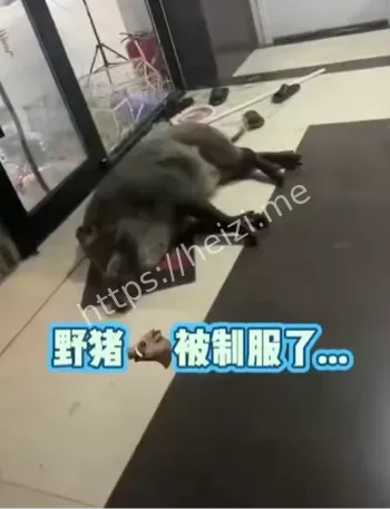 公安特警野猪处理过程