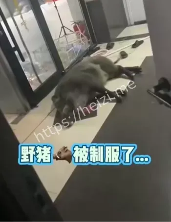 辽宁城市野猪生态防范