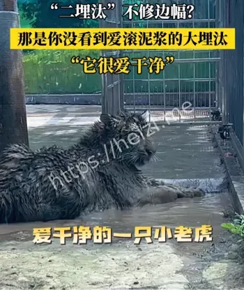 东北虎二埋汰泥浴