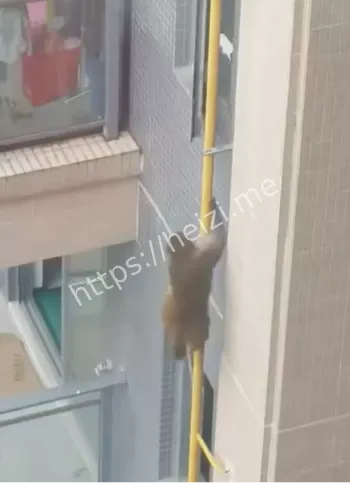 消防救援失败