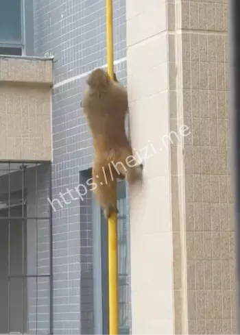 香蕉诱捕