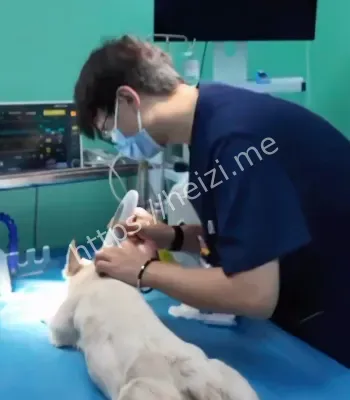 白雪已脱离危险