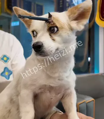 弩箭射入狗狗头骨