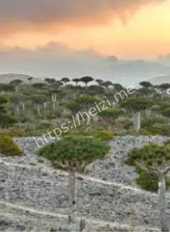 索科特拉岛龙血树