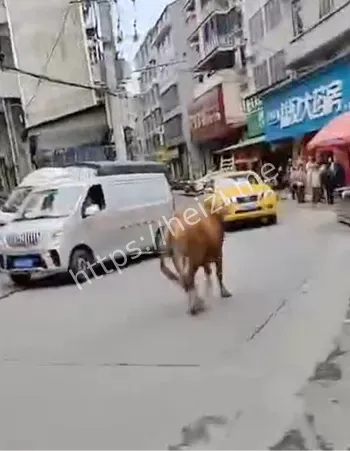 疯牛伤人