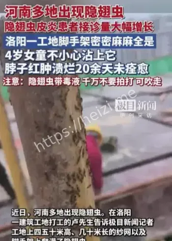 河南隐翅虫大量出现事件