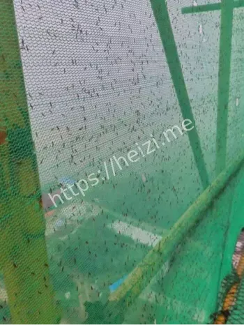 河南隐翅虫事件