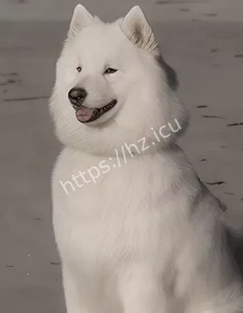 视频引全网公愤