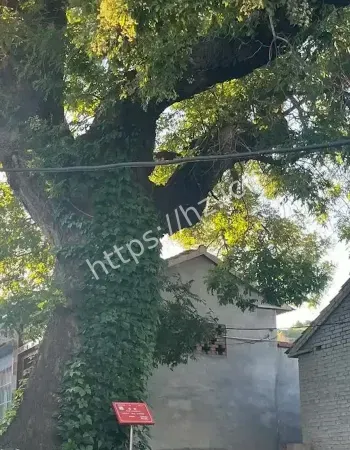 石家庄灵异事件