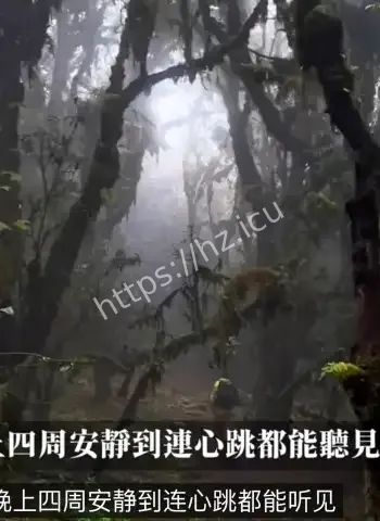 云南死亡森林