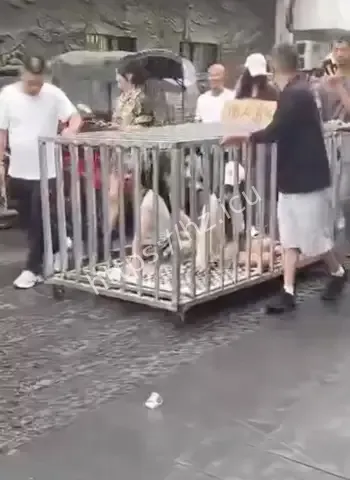 偷人牌子私刑羞辱太野蛮